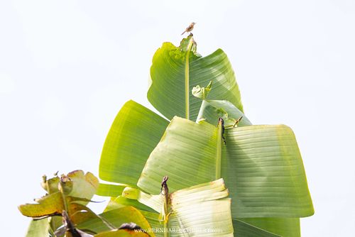 Cisticola exilis - Golden-headed cisticola