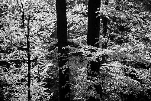 Bergmischwald im Kaltacker