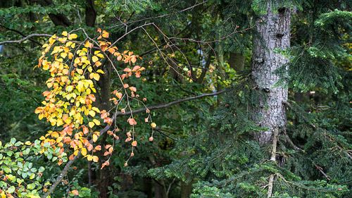 Nationalpark Bayerischer Wald