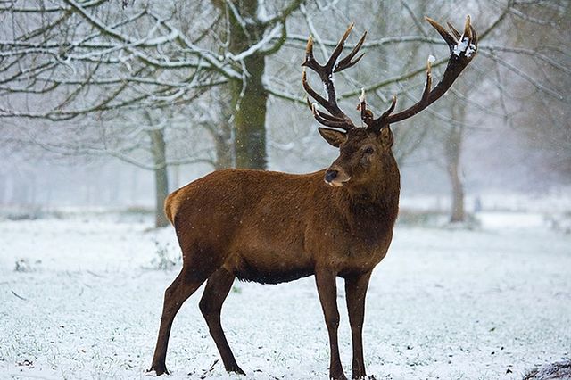 15 bons conseils pour la photographie animalière