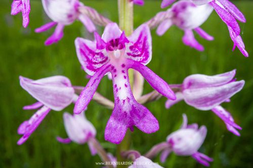 Orchis militaris - Military orchid