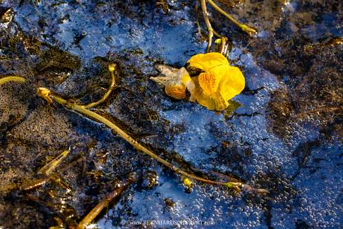 Utricularia australis - Bladderwort