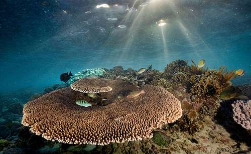 Umbrella coral