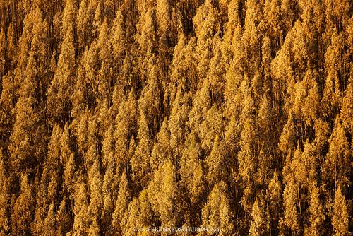 Drought stressed eucalypt forest