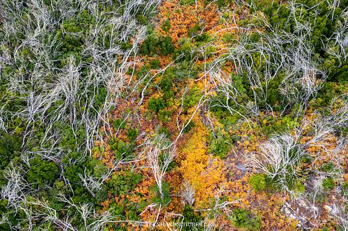 Wiederherstellung des Fayal-Brezal-Waldes nach einem Brand