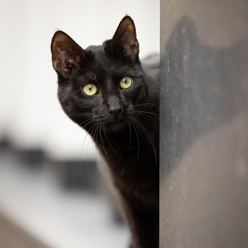 Kattenfotografie Alkmaar