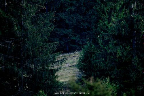 Canis lupus lupus - Eurasian wolf