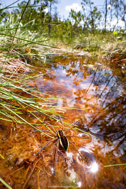 Dolomedes sp - Fishing spiders