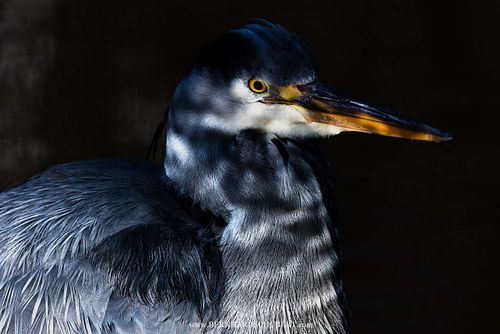 Ardea cinerea - Grey Heron