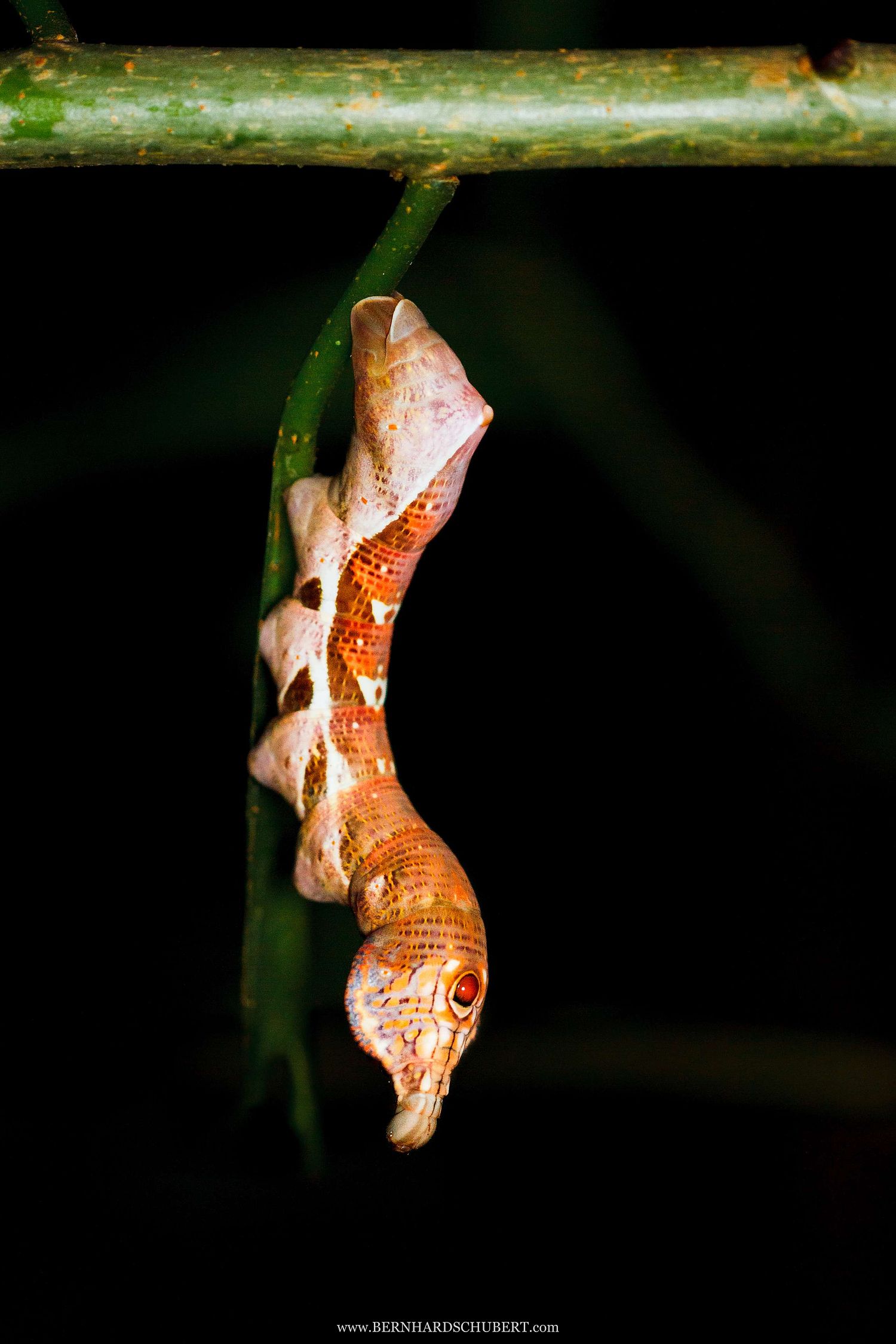 <br>Elibia dolichus - Large-banded hawk moth