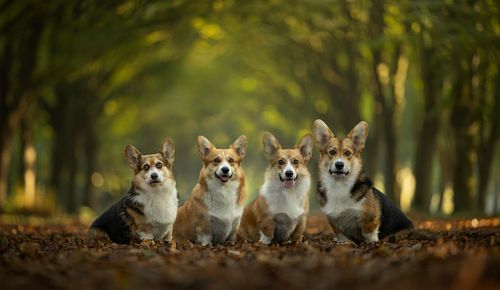 Een fotoshoot met een nestje of meerdere huisdieren