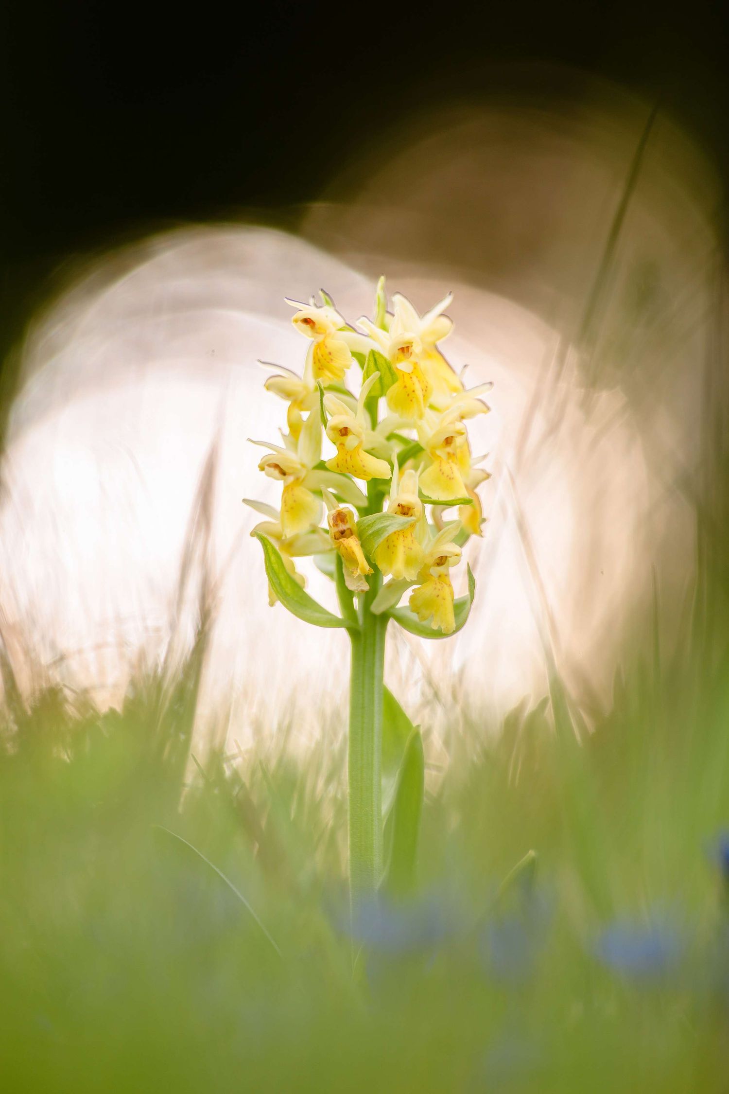 Dactylorhiza sambucina - Elder-flowered orchid