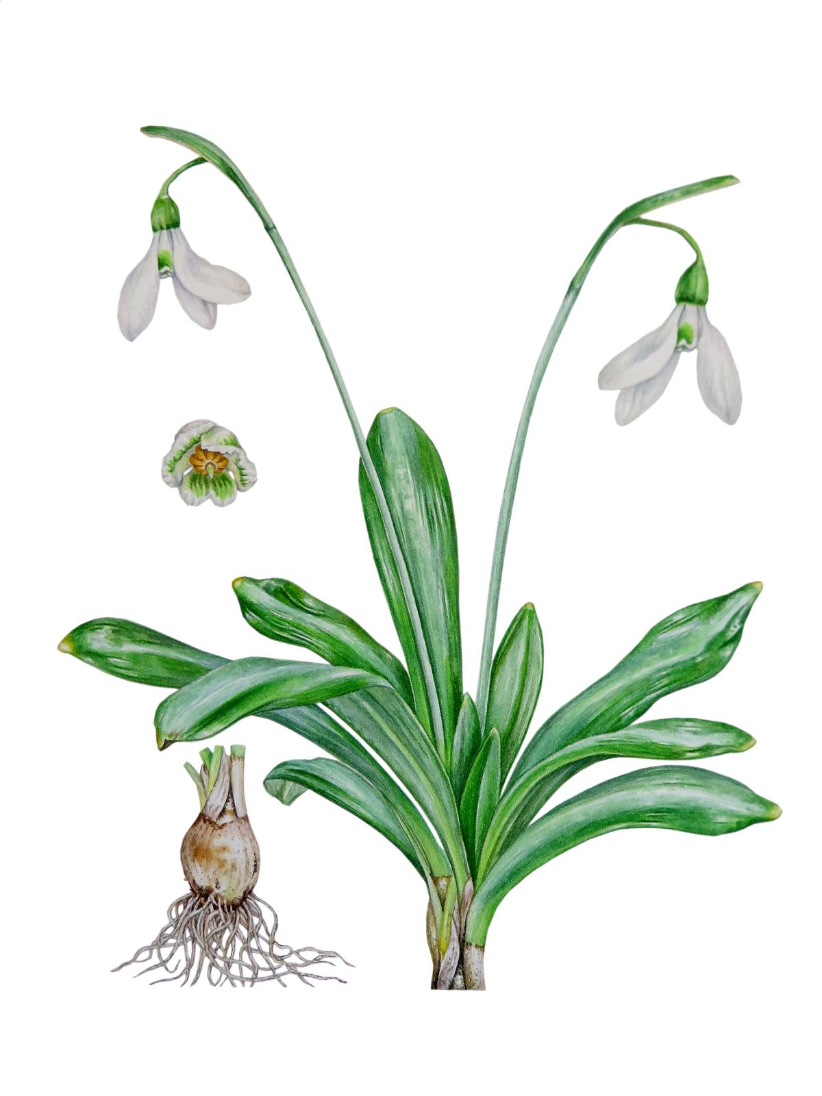 Snowdrop Botanical Illustration