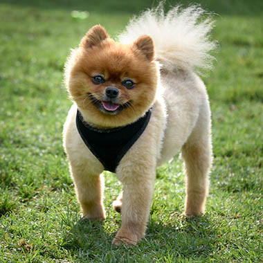 So much personality in a tiny teacup pom!