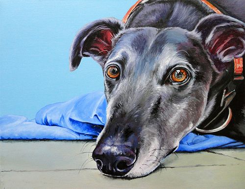 Galgo Español dog portrait with gentle and soulful gaze