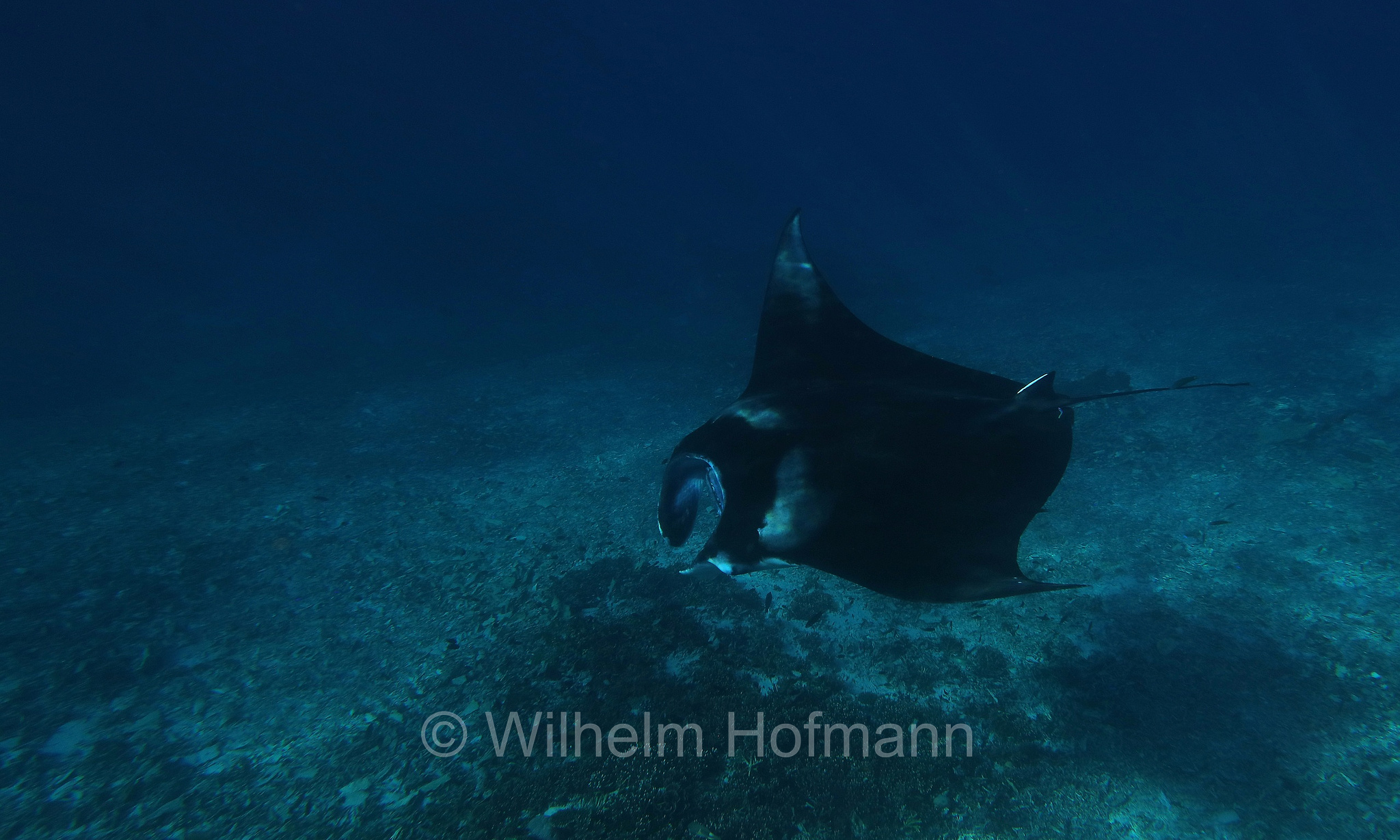 reef manta ray, Riffmanta, manta della barriera corallina, Mobula alfredi, Manta alfredi, Komodo Islands, Komodo, Lesser Sunda Islands, Kleine Sundainseln, Piccole Isole della Sonda, Nusa Tenggara Islands, Kepulauan Nusa Tenggara, Indonesia, Indonesien﻿, Mawan