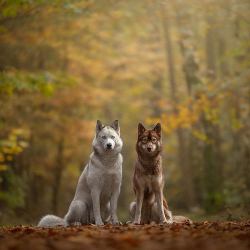 HONDEN