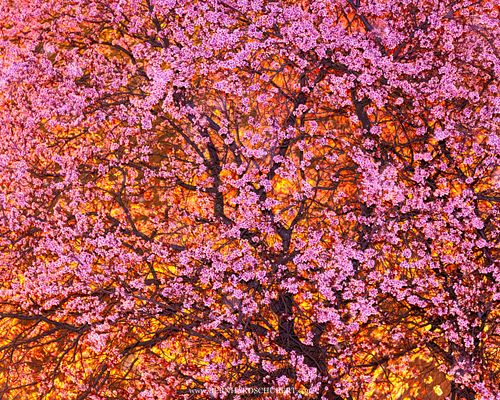 Zierkirsche blühend