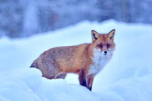 #rebane#Hommikune taas kohtumine rebasega #loodusfoto