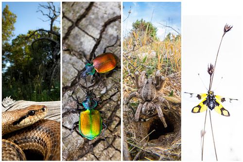 &ndash; soon online &ndash; Nature spectacle on Cres, Croatia 2026 (german language)