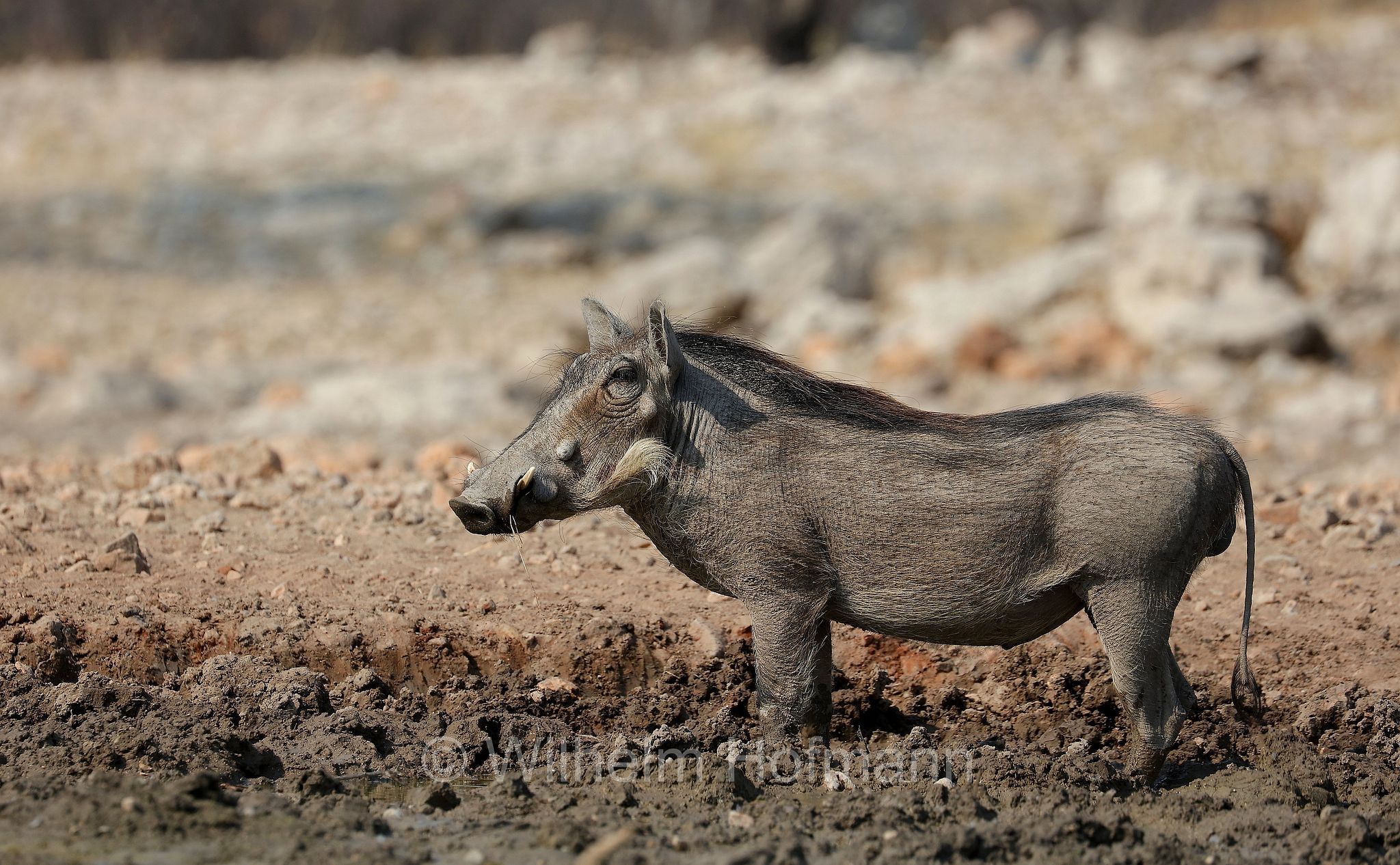 phacochoerus africanus, common warthog, Warzenschwein, facocero, facochero, Etosha-Nationalpark, Etosha National Park, parco nazionale d'Etosha, Namibia