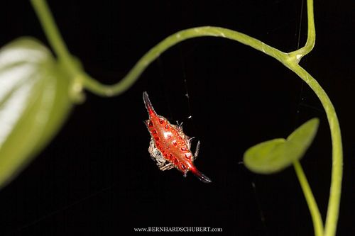 Gasteracantha diardi - Parallel-spined Spiny Orbweaver