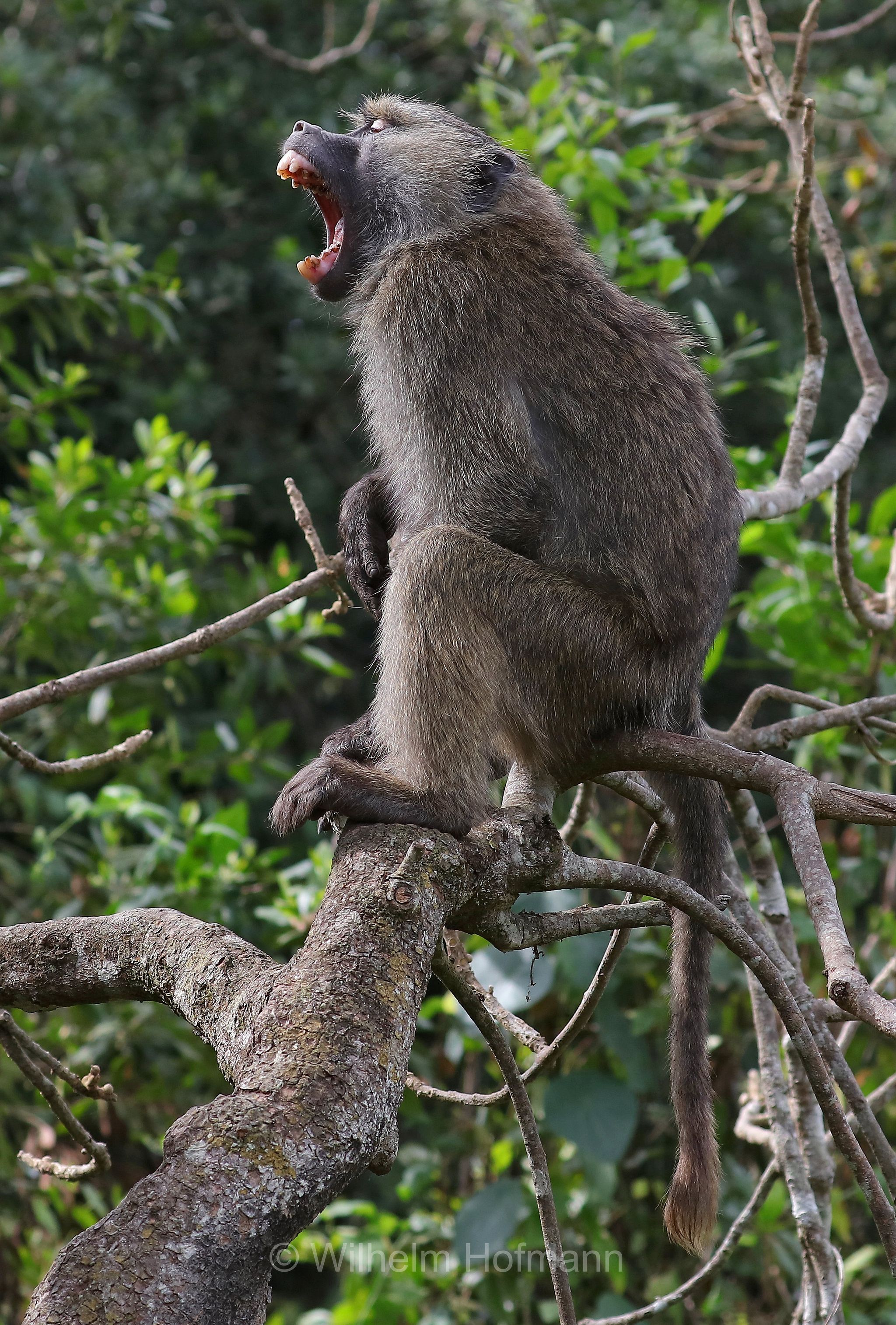 papio anubis, olive baboon, Anubis baboon, Anubispavian, Grüne Pavian, anubi, babbuino verde﻿, Tansania, Tanzania, Arusha National Park, Arusha-Nationalpark, parco nazionale di Arusha