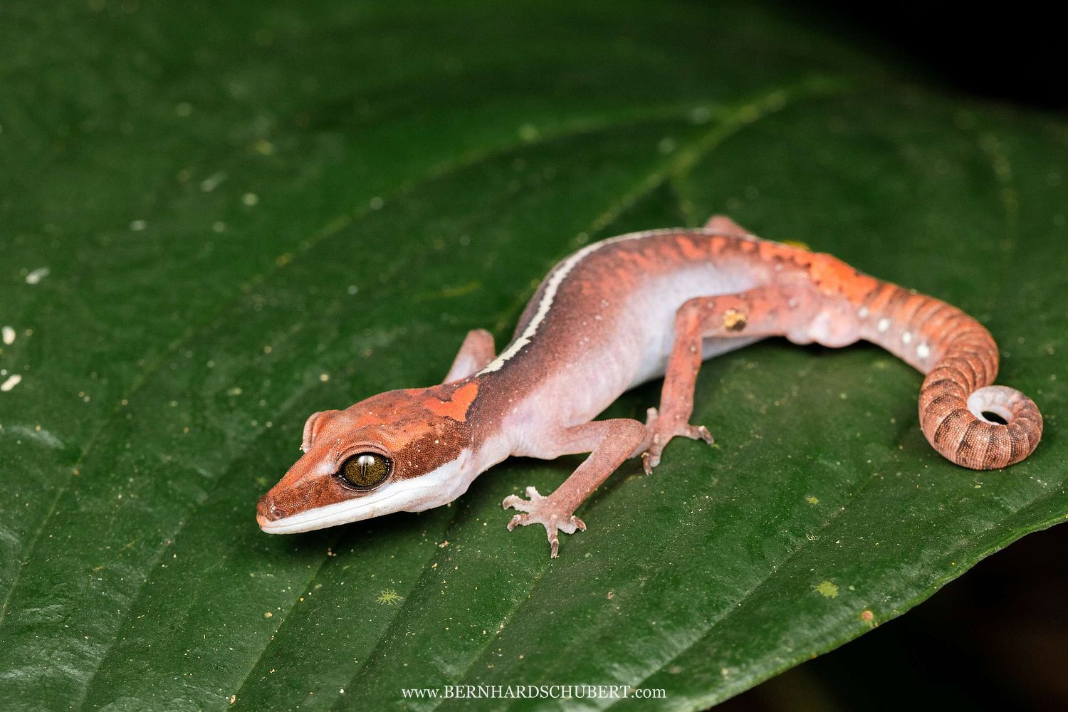 Aeluroscalabotes felinus - Cat gecko