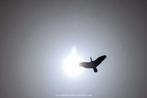 Geronticus eremita - Northern bald ibis