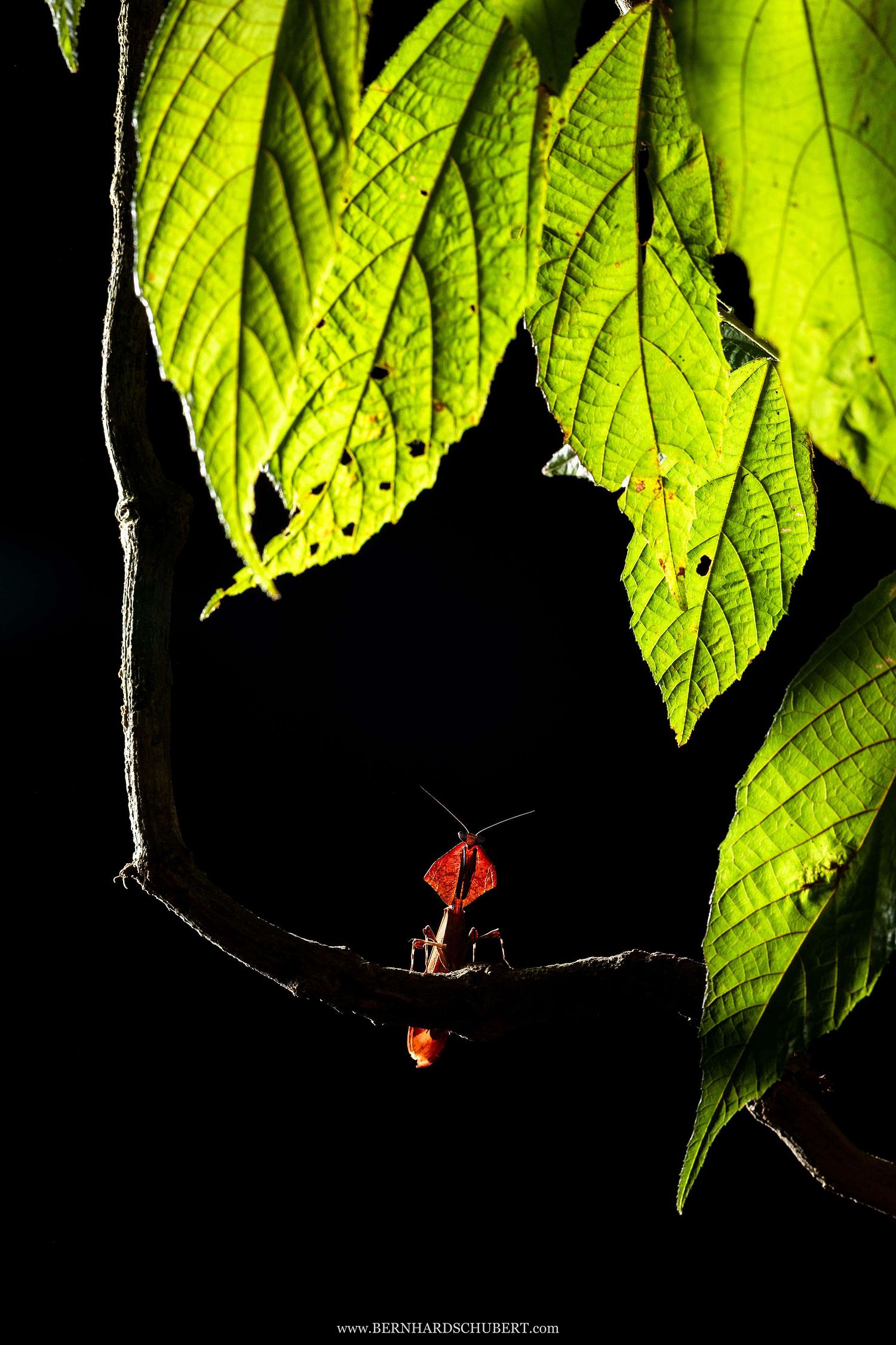 Deroplatys sp. – Totes Blatt Gottesanbeterin