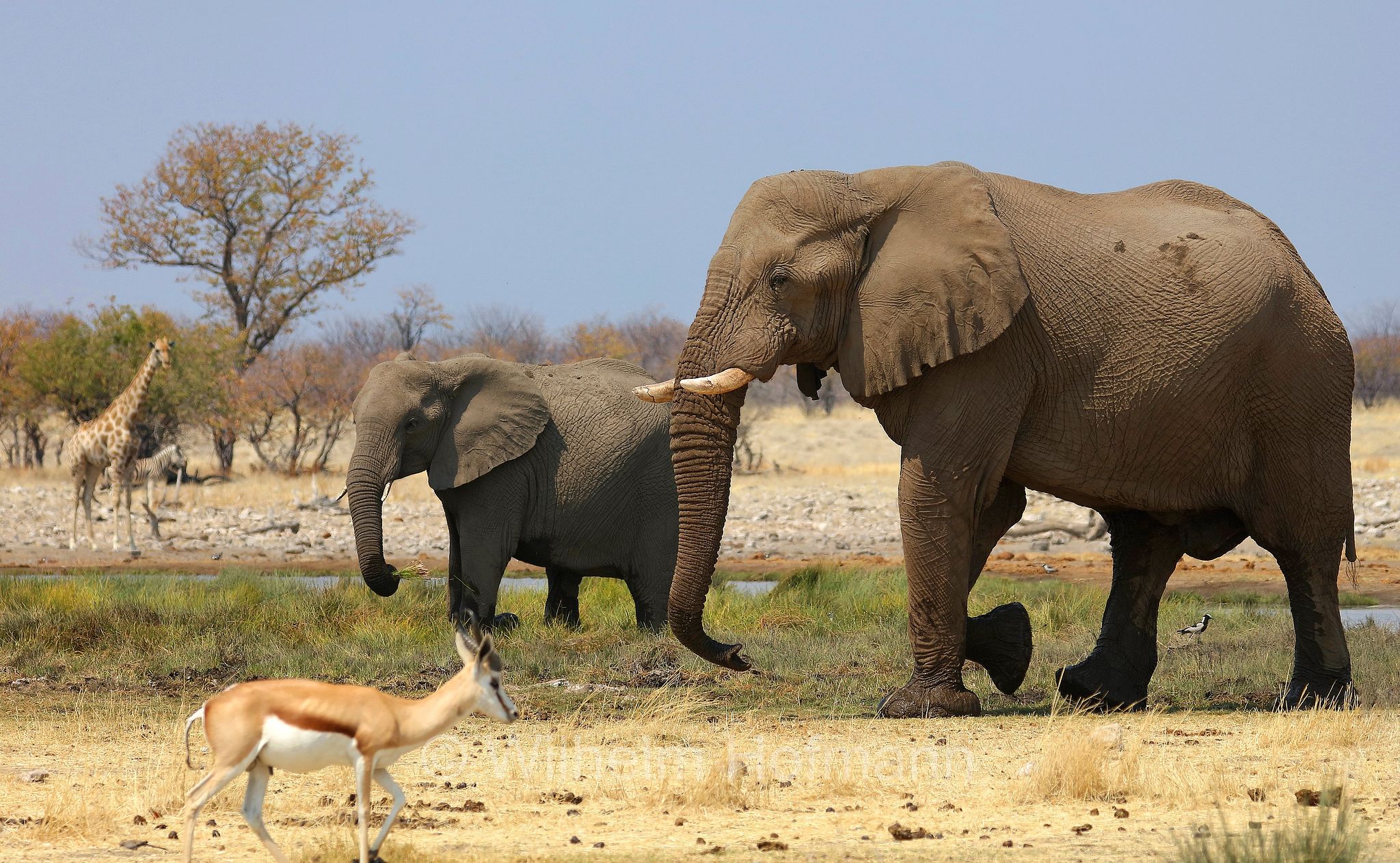 African bush elephant, African savanna elephant, Afrikanischer Elefant, Afrikanischer Buschelefant, Afrikanischer Savannenelefant, Afrikanischer Steppenelefant, elefanto africano, elefanto africano di savana, Etosha-Nationalpark, Etosha National Park, parco nazionale d'Etosha, Namibia