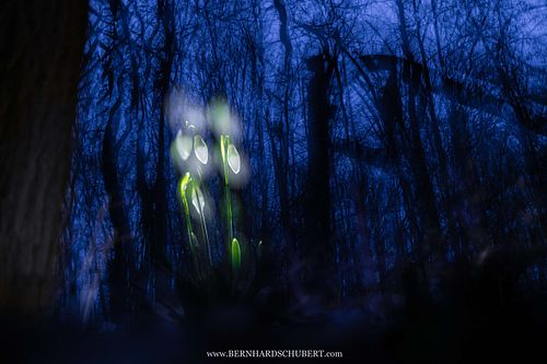 Galanthus nivalis – Schneeglöckchen