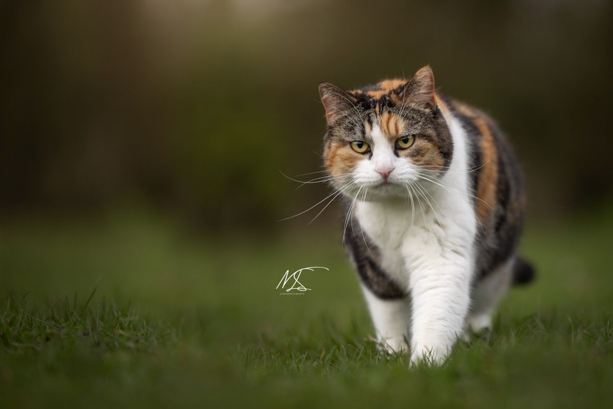 Lapjeskat die op camera af komt lopen