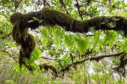 Horizontal laurel branch covered with epiphytes