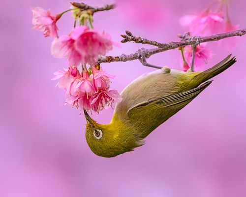 Japanese white-eye surrounded by pink
