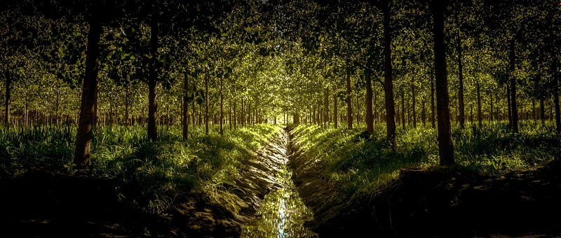 BOSQUE MAGICO - Delta, Tigre, Argentina