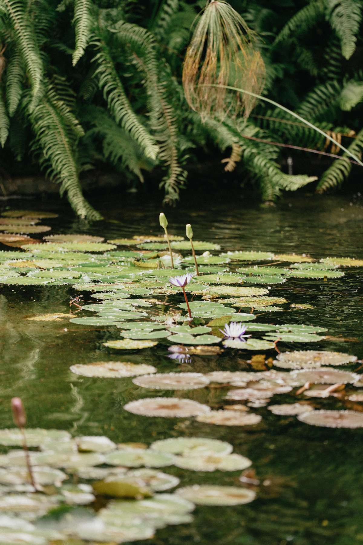 Photographer capturing engagement at Nayara Springs Costa Rica