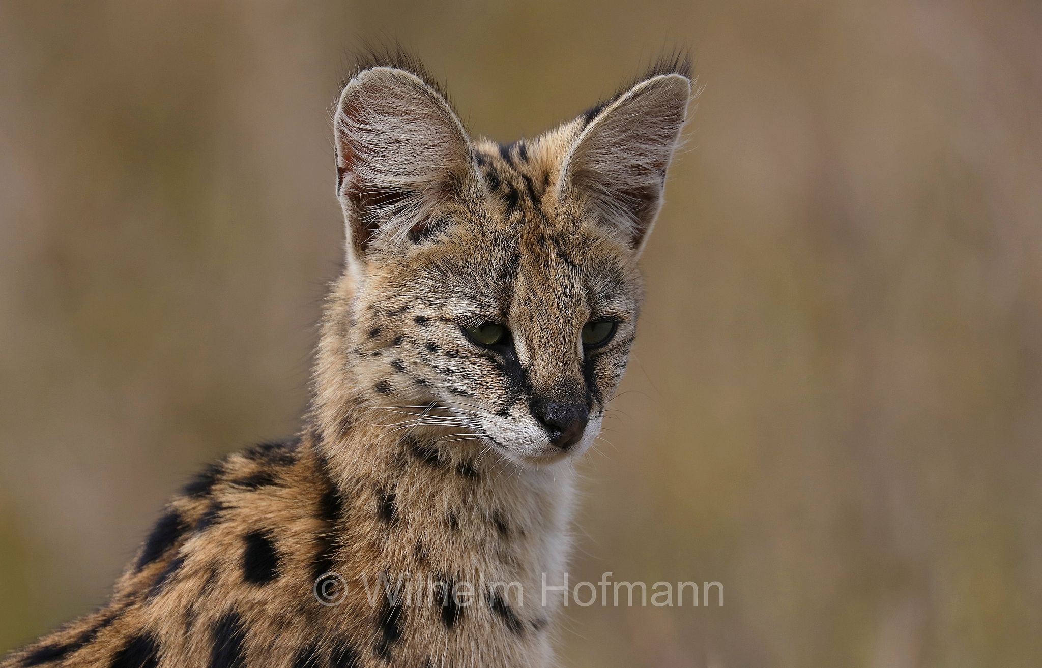 Leptailurus serval, serval, servàlo, Serval, Ngorongoro Conservation Area, Tanzania, Ngorongoro Krater, Tansania, area di conservazione di Ngorongoro