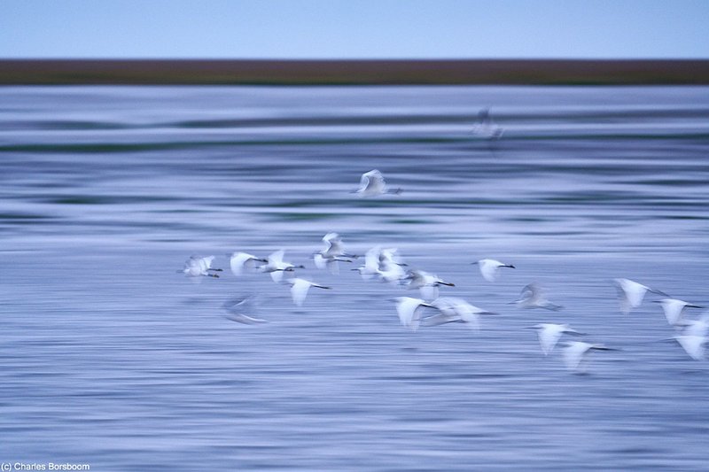 Midweek Oostelijke Waddenzee 5 dagen (4 - 8 mei 2026)