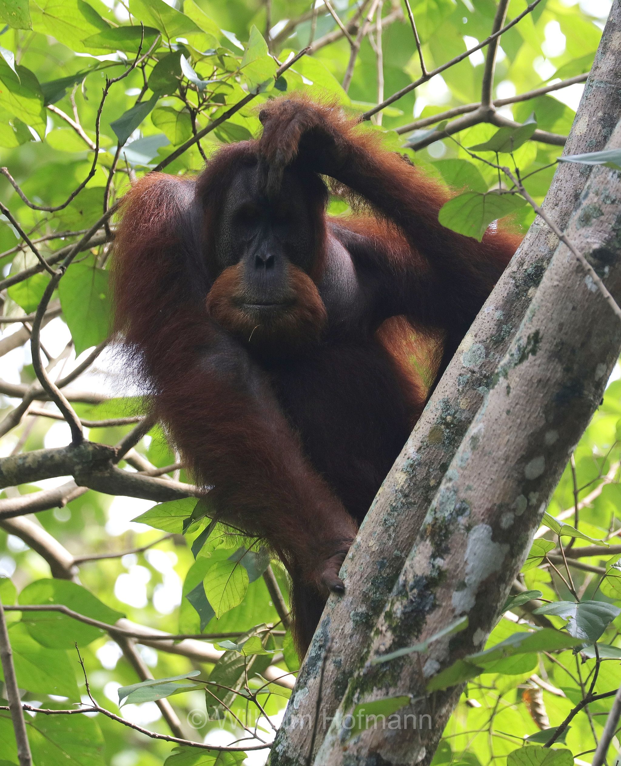 Sumatran orangutan, Sumatra-Orang-Utan, orango di Sumatra, Pongo abelii, Gunung Leuser National Park, Nationalpark Gunung Leuser, parco nazionale di Gunung Leuser, Bukit Lawang, Sumatra, Indonesia, Indonesien