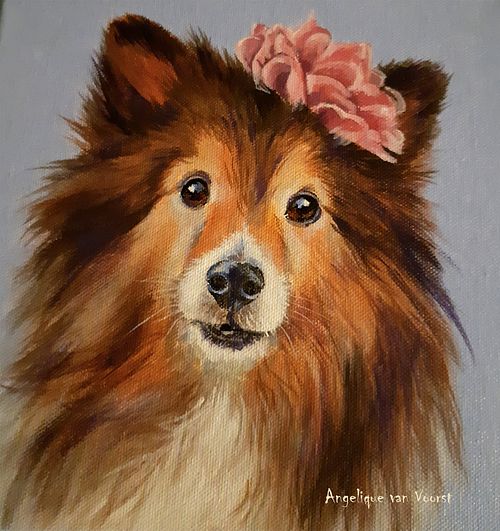 Sheltie dog portrait with loving and intelligent expression