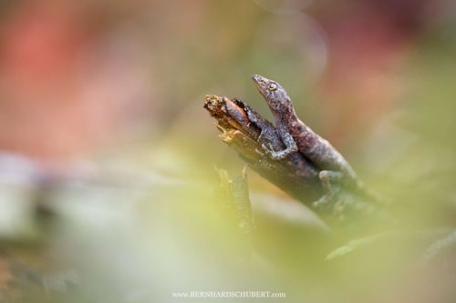 Cnemaspis mahsuriae - Mahsuri's rock gecko