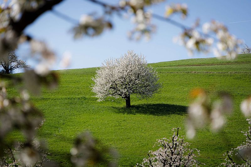 Der Fricktaler Chriesiwäg