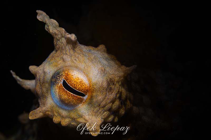 MACRO CRITTERS
