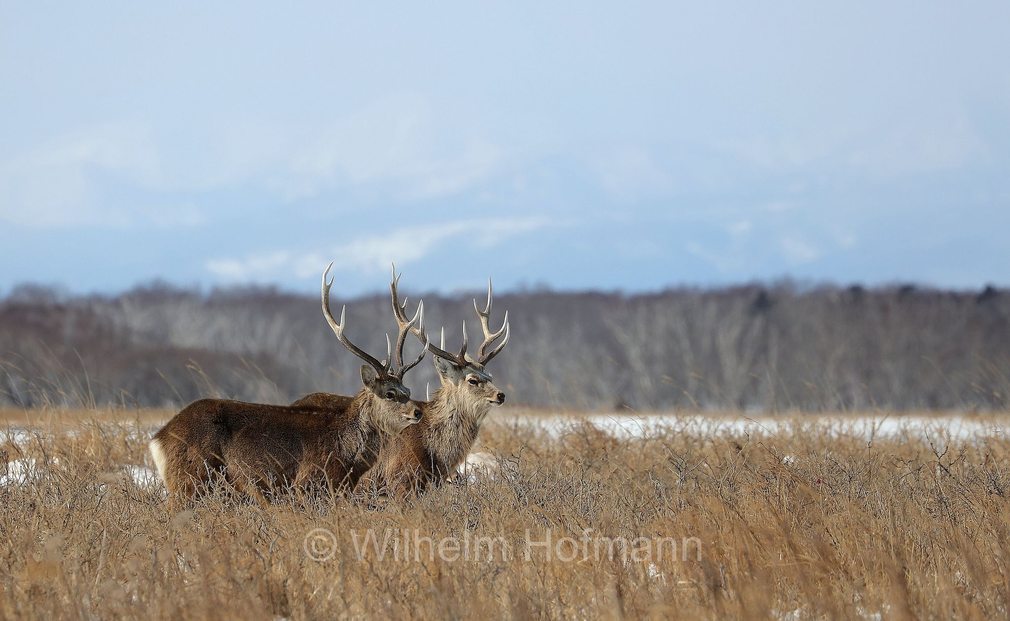 sika deer, northern spotted deer, Japanese deer, Sikahirsch, cervo sika, cervo shika, cervo del Giappone, Cervus nippon, Notsuke Peninsula, Notsuke Halbinsel, Penisola di Notsuke, Hokkaidō, Hokkaido, Japan, Giappone