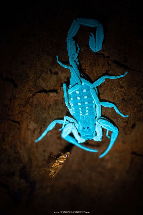 Lychas scutilus - Singapore bark scorpions and moth under UV