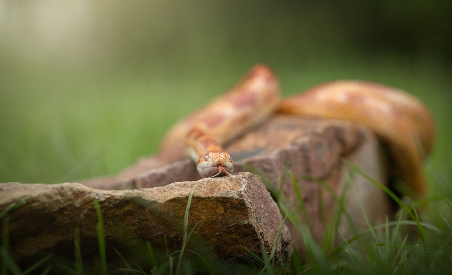 NLS Dierenfotografie
