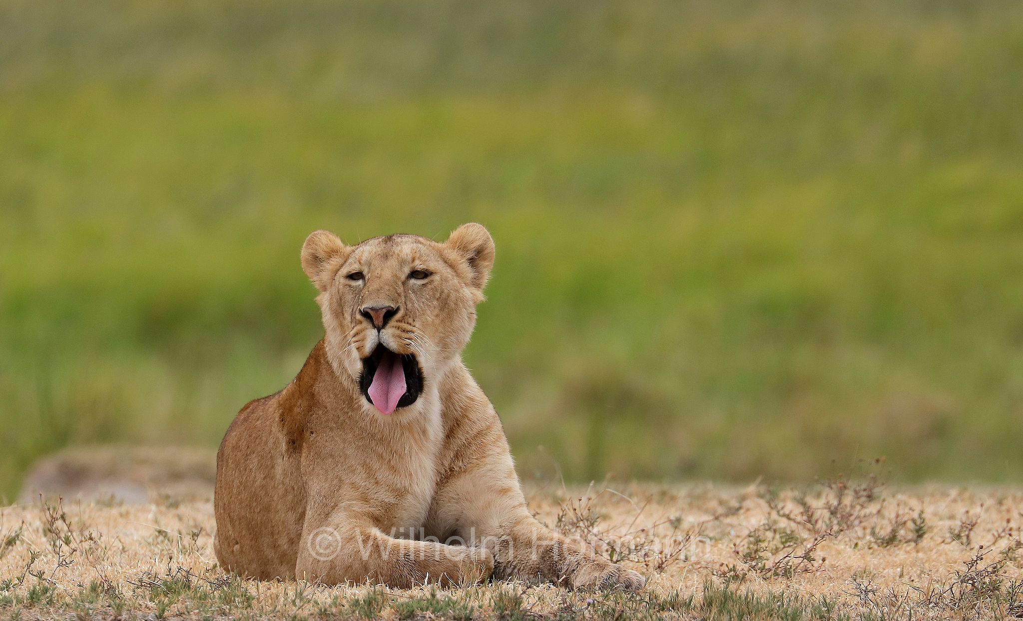 Lion, Ngorongoro Conservation Area, Tanzania, Löwe, leone, panthera leo melanochaita, Ngorongoro Krater, Tansania, Magadisee, lake magadi, lake magad, area di conservazione di Ngorongoro