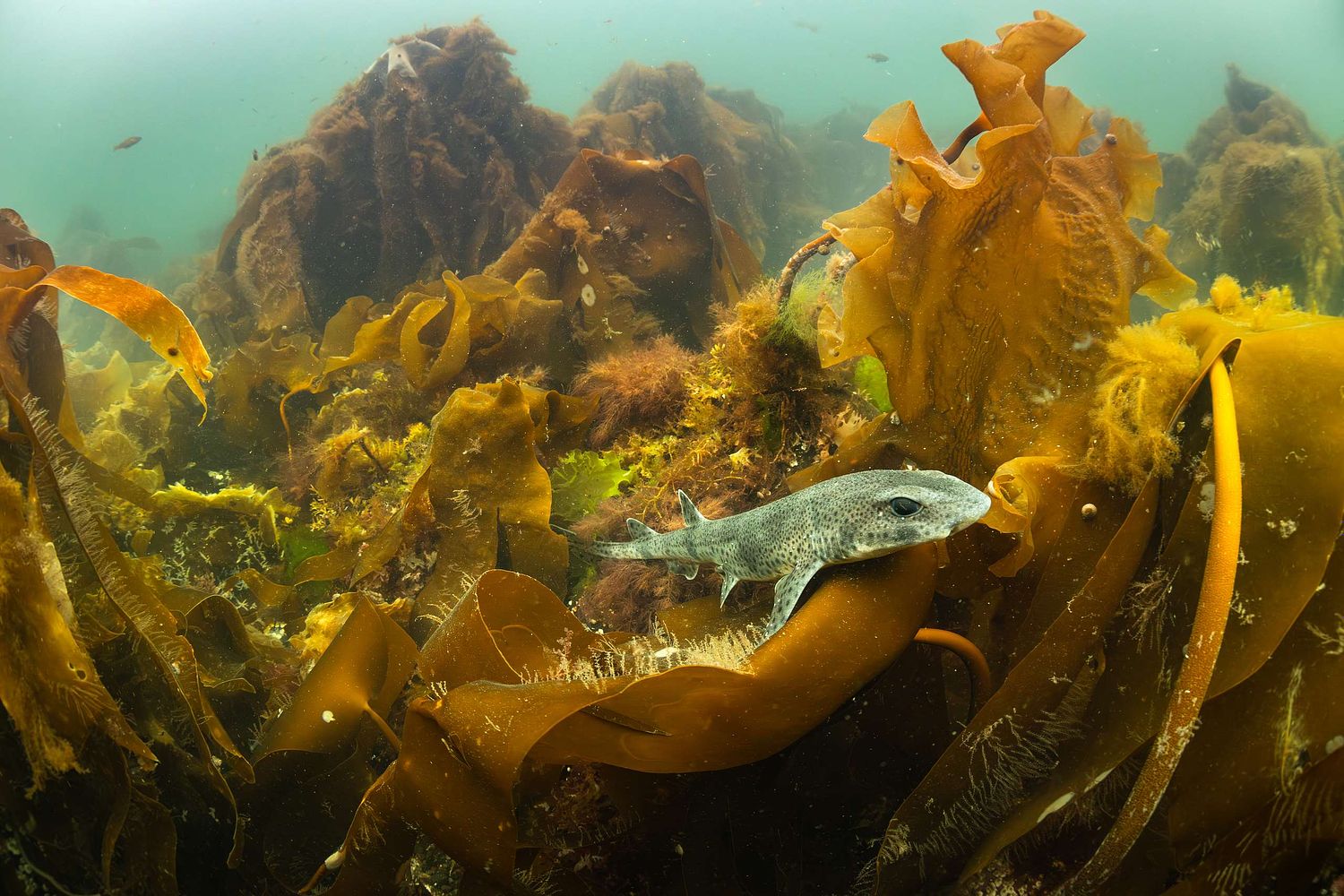 Scyliorhinus canicula - Kleingefleckter Katzenhai
