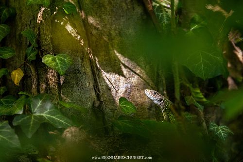 Lacerta viridis – Östliche Smaragdeidechse